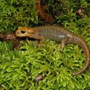 Vuursalamander (Salamandra salamandra alfredschmidti) 