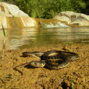Sierra Gartersnake (Thamnophis couchii) 