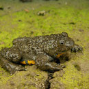 Yellow-bellied Toad (Bombina variegata scabra)