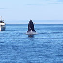 Humpback Whale (Megaptera novaeangliae)