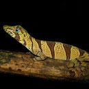 banded tree anole (Anolis transversalis)
