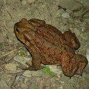 Big Common Toad (Bufo bufo)