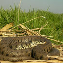 Ringslang (Natrix natrix) 