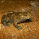 Orangy yellow-bellied toad (Bombina variegata scabra)