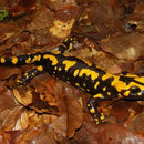 Corsicaanse vuursalamander (Salamandra corsica)
