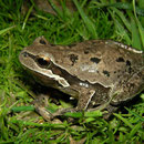 Lemon-yellow Tree Frog (Hyla savignyi), greyish male