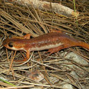 Bille's Salamander (Lyciasalamandra billae) female