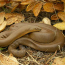 Rubber Boa (Charina bottae)