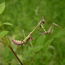 Mantis (Empusa fasciata)