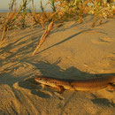 Parelskink (Chalcides ocellatus) in de late middagzon