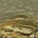 Southern Banded Newts (Ommatotriton vittatus cilicensis)