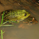 Foutje, poelkikker (Pelophylax lessonae) met Tyrrheense schijftongkikker (Discoglossus sardus)