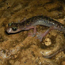Geurende grottensalamander (Speleomantes imperialis)