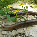 Scheltopusik (Ophisaurus apodus thracius)