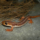 Bille's Salamander (Lyciasalamandra billae) male