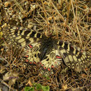 Southern Festoon (Zerynthia polyxena)