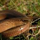 Hazelworm (Anguis fragilis)