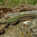 Noordwest-Iberische hagedis (Podarcis bocagei) mannetje