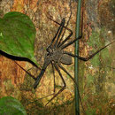 Whip spider
