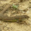 Spaanse zandloper (Psammodromus hispanicus s.s.)