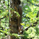 Grey Squirl (Sciurus carolinensis)
