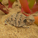 Coastal Horned Lizard (Phrynosoma blainvillii) juvenile