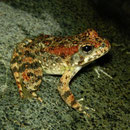 Foothill Yellow-legged Frog (Rana boylii) brightly coloured individual