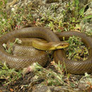 Italian Aesculapian Snake (Zamenis lineatus) 
