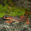 Irfan's Salamanders (Lyciasalamandra irfani) male
