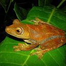 map treefrog (Hypsiboas geographicus)