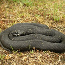 Ringslang (Natrix natrix corsa), melanistisch exemplaar