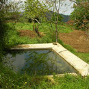 Habitat for Italian Newt and Italian Stream Frog.