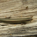 Snake-eyed Skink (Ablepharus kitaibelii)
