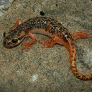 Luschan's Salamander (Lyciasalamandra luschani luschani)