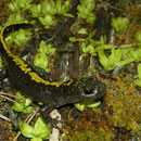 Long-toed Salamander (Ambystoma macrodactylum sigillatum) 