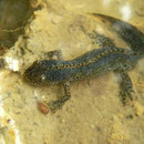 Alpenwatersalamander (Mesotriton alpestris)