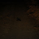 Nightjar (Caprimulgus europaeus)