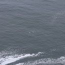 Our first Whale!