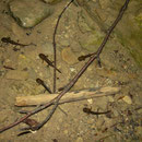 Vuursalamander (Salamandra salamandra fastuosa) larven