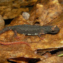 Southern Spectacled Salamander (Salamandrina terdigitata)