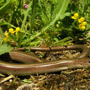 Italian Three-toed Skink (Chalcides chalcides) 