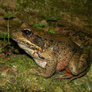 Dikke kikker: Northern Red-legged Frog (Rana aurora)