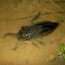 Water Scorpion (Lethocerus patruelis)