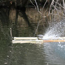 Red-eared Sliders (Trachemys scripta) with a bad tolerance against the highly eutrophied water