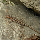 Oertzeni's Rock Lizard (Anatololacerta oertzeni)
