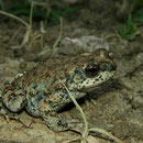 Red-spotted Toad (Anaxyrus punctatus)