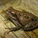 Lemon-yellow Tree Frog (Hyla savignyi)