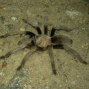 Desert Tarantula (Aphonopelma spec)
