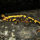 Vuursalamander (Salamandra salamandra bejerae x fastuosa)