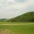 Habitat van levendbarende hagedis